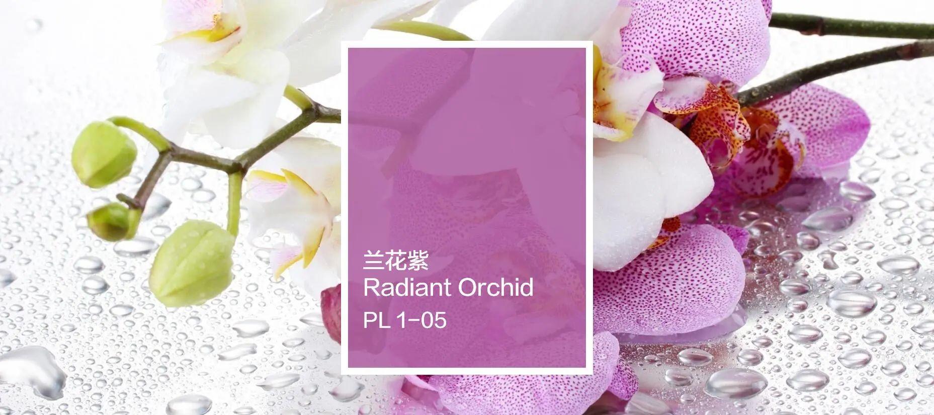 色彩密码08 | 娇丽兰花紫，浪漫绽放的优雅情调