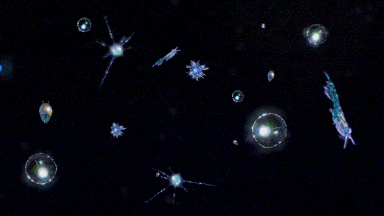 uploads/0901/1693552516207404613.gif