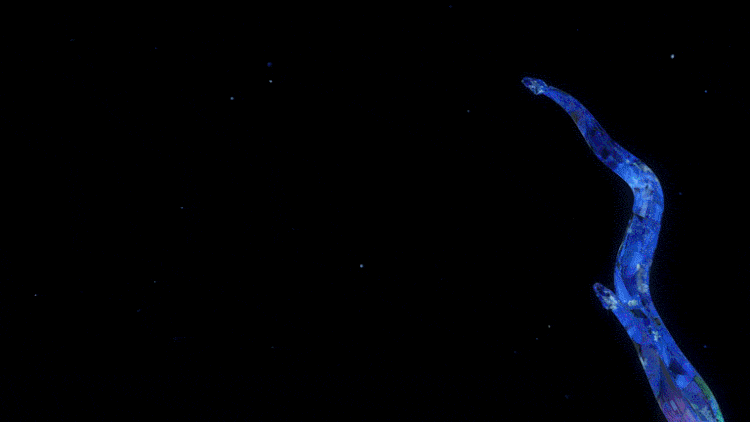 uploads/0901/169355254175921849.gif